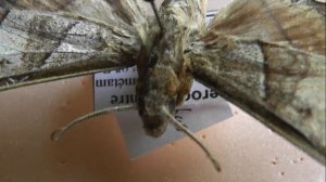 БРАЖНИКИ: 571. Polyptychus orthographus