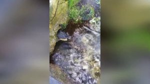 МК 5.45 - Родники («Белый колодец» г.Зарайск)