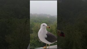 Чайка Глаша стучится в окно. Будни Владивостока