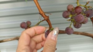 Самый сладкий сорт винограда🍇🍇🍇😋😋😋