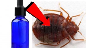 Как избавиться от клопов за 3 минуты в доме..!...!!!...!..