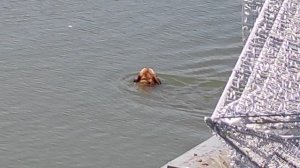 Пэкс купается в пруду с уткми