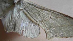 БРАЖНИКИ: 579. Pseudoclanis molitor