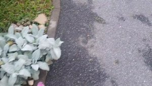 Цветы в конце лета. Ленинградская область.