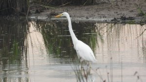 Большая Белая Цапля, наблюдение птиц в Новгородской области, Ушерско, 31 августа 2025