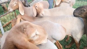 Выставка овец Кара-Балта 2025