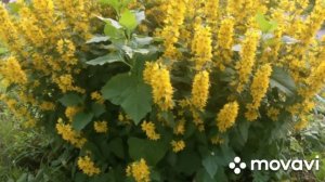 Цветы на даче. Июнь - июль, сезон 2023