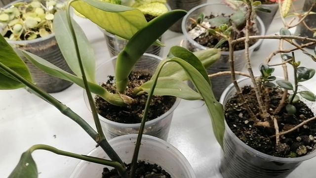 14 июля 2025 г. Комнатные цветы в доме. Обзор стеллажа. смотреть онлайн