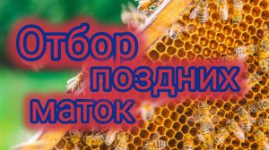 Отбор поздних маток 🐝