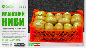 GilaFruit: Ваш надежный партнер по иранскому киви