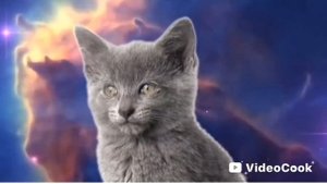 песня мяу мяу два кота