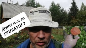 Дёрнемся в лес / Дача / Ягоды /Грибы
