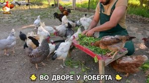 Содержание кур в домашних условиях и других птиц во дворе у Роберта 🐣🐤🦆🐔🪿🦃 (192)