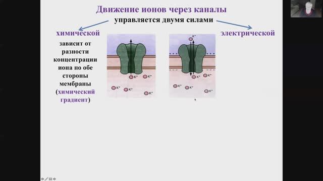 Лекция 1. Нормальная физиология ЦНС и ВНД для ИПСР. Мембранные потенциалы. Кузнецова Т.Е.