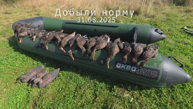 Охота на утку.31.08.2025 Настреляли норму.