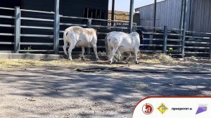 ДОРПЕР 🐑 Порода: Баранина без жира