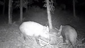 Фото ловушка кабаны