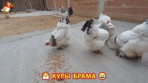 Куры Брама с лохматыми лапами прекрасные несушки (49)