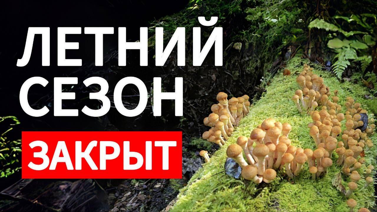 Удачная ТИХАЯ ОХОТА в последний день лета. ЛЕС утопает в разнообразии ГРИБОВ в Подмосковье! смотреть онлайн