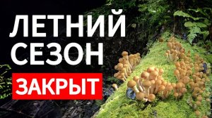 Удачная ТИХАЯ ОХОТА в последний день лета. ЛЕС утопает в разнообразии ГРИБОВ в Подмосковье!