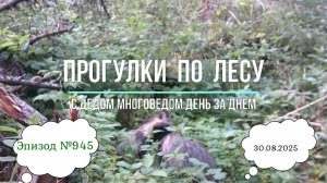 Прогулки по лесу. День за днем с дедом Многоведом. 30 августа 2025г. Эпизод 945.