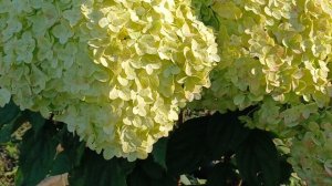 Пандалус, гортензия серии Пан. не узнаю в гримме.