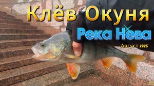 НЕВСКИЕ ПОЛОСАТЫЕ ТРОФЕИ НЕВА ВСЁ ПОПРЕЖНЕМУ ТРОФЕЙНЫЕ ОКУНИ ОТВОДНОЙ РАСКАЧАЛ ХИЩНИКА НА КЛЁВ