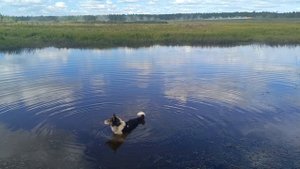 Тренировка собак