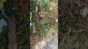 результаты туда летнего.следующий ролик,как перец болгарский используем в заготовках.сейчас не успев