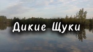 Ловля щуки. Закрыли летний сезон. Бешеный клев!