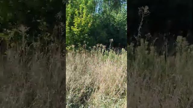 огород