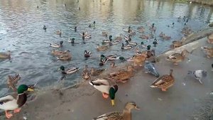 Уточки в парке Победы. Ярославль.