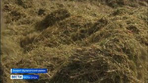 В Усть-Ордынском округе в разгаре уборка зерновых и зернобобовых культур. Средняя урожайность — 20 ц