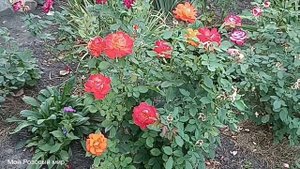 31 августа. Последний день лета.