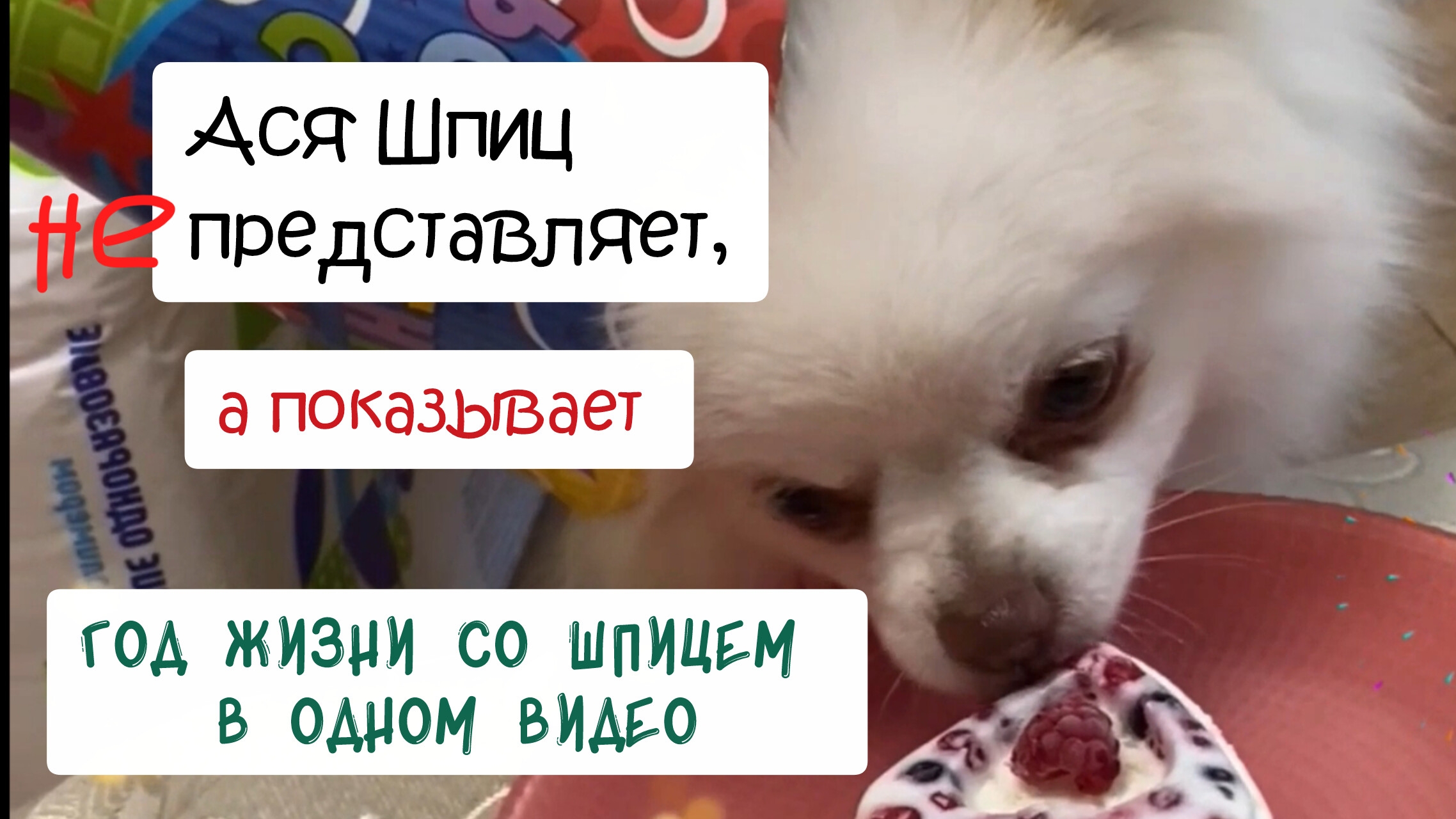 Год жизни со шпицем за 2 минуты смотреть онлайн