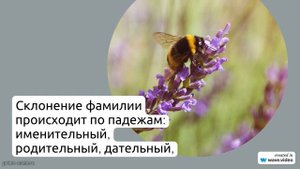 Фамилия Амиркулиев: все, что нужно знать о происхождении, истории и значении, а также правила