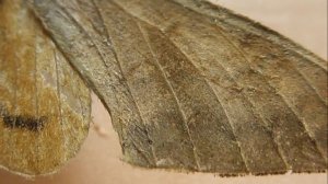 БРАЖНИКИ: 576. Pseudoclanis abyssinicus