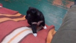 Пышечка выдаёт супер скорость :)