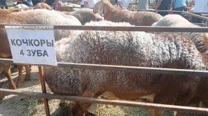 Выставка овец Кара-Балта 2025