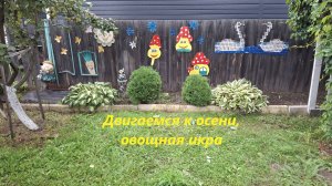 На дворе август, двигаемся к осени. Пересадка мяты и щавеля. Приготовление овощной икры.#99
