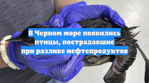 В Черном море появились птицы, пострадавшие при разливе нефтепродуктов