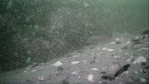 1000000651.mp4Волга гл.5м.31.08.2025г.