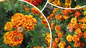 Кому бархатцы компаньоны в огороде, а кому нет