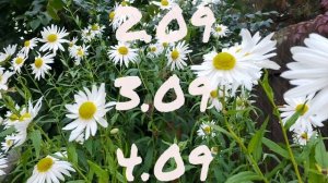 Лунный календарь для цветоводов с1.09-7.09.25г.
