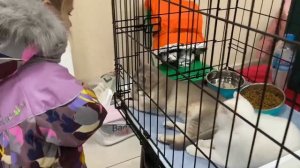 выставка котов2