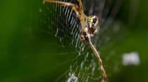 самка паука порша