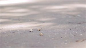 История, поверьте, стоит вашего вниманья…А знаете — почему?