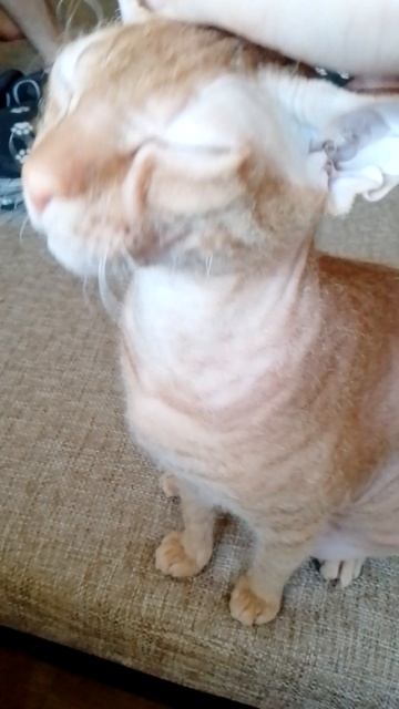 Мой котик 😺