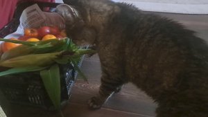 Любитель кукурузы