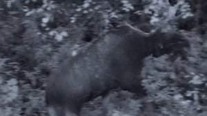 Ночные кадры лесного великана